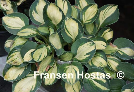 Hosta Holy Mouse Ears